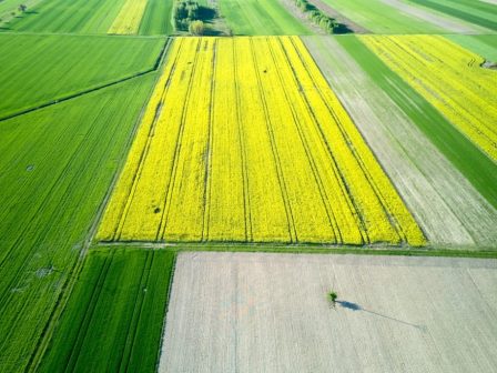 se-trochia-sygkrousis-oi-agrotes-gia-to-bachalo-me-to-monitoring-379167