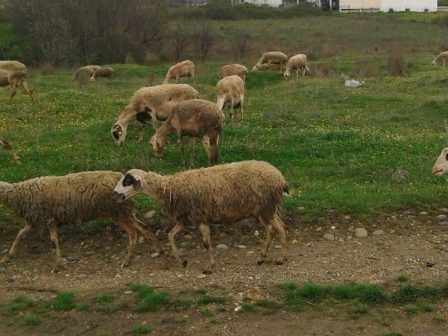 ypaithros-chora-efimerida-gia-tin-agrotiki-anaptyxi-kai-oikonomia-378325