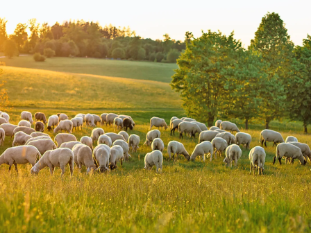 afstralia-ependyei-sti-viosimi-provatotrofia-me-to-green-sheep-project-378937