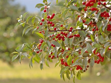 ypaithros-chora-efimerida-gia-tin-agrotiki-anaptyxi-kai-oikonomia-378831