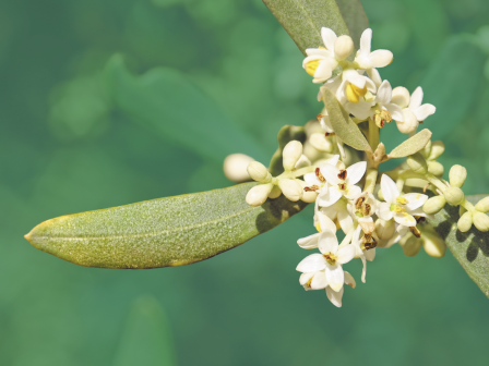 ypaithros-chora-efimerida-gia-tin-agrotiki-anaptyxi-kai-oikonomia-378501