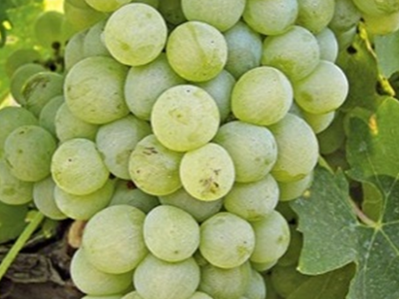 ypaithros-chora-efimerida-gia-tin-agrotiki-anaptyxi-kai-oikonomia-378331