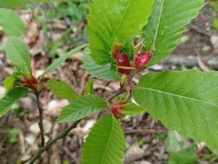 ypaithros-chora-efimerida-gia-tin-agrotiki-anaptyxi-kai-oikonomia-379424