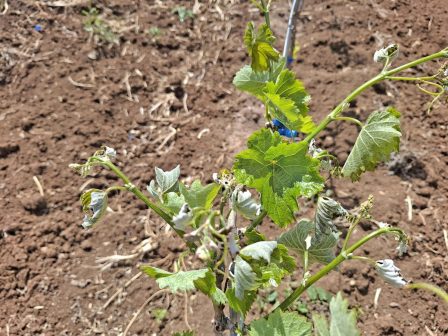 ypaithros-chora-efimerida-gia-tin-agrotiki-anaptyxi-kai-oikonomia-378828