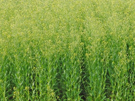 plant-adaptation-hub-mia-psifiaki-platforma-gia-pio-exypni-kalliergeia-camelina-380691