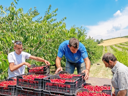 organomeni-drasi-omadikis-sygkomidis-kerasion-stin-pella-380591