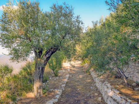 chalkidiki-pio-entoni-apo-kathe-alli-chronia-i-xiransi-koryfis-ton-elaiodentron-381416