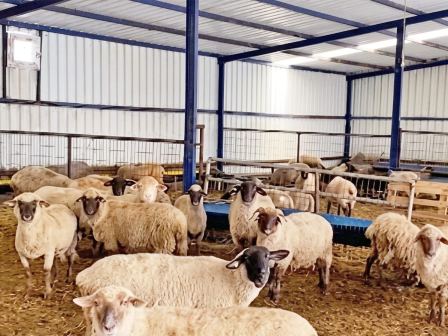 symfonia-evrofarm-kai-oungrikis-ubm-gia-tin-exagora-tis-elviz-380146