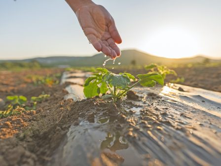 oi-afstiroteroi-elegchoi-sta-eco-schemes-einai-aparaititoi-381166
