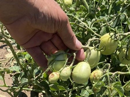 ypaithros-chora-efimerida-gia-tin-agrotiki-anaptyxi-kai-oikonomia-380840