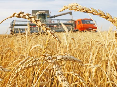 Σιτηρά: Καθηλωμένες στα 18-20 λεπτά οι τιμές του σκληρού σιταριού