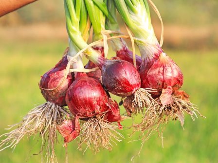 kremmydi-se-adiexodo-oi-paragogoi-sto-tha-doume-to-eborio-383872