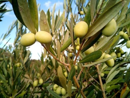 ypaithros-chora-efimerida-gia-tin-agrotiki-anaptyxi-kai-oikonomia-385759