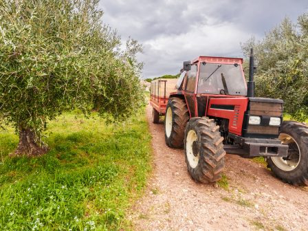 sta-24-evro-dentro-ektimatai-to-kalliergitiko-kostos-sto-elaiolado-385178