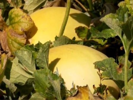 ypaithros-chora-efimerida-gia-tin-agrotiki-anaptyxi-kai-oikonomia-385362