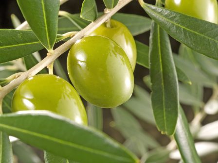 ypaithros-chora-efimerida-gia-tin-agrotiki-anaptyxi-kai-oikonomia-385840