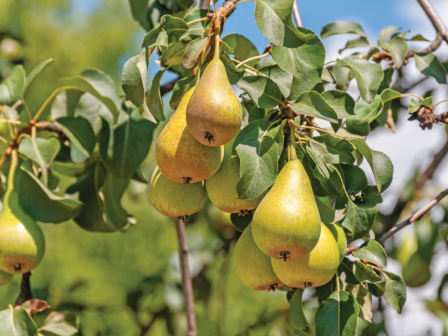 ypaithros-chora-efimerida-gia-tin-agrotiki-anaptyxi-kai-oikonomia-387001