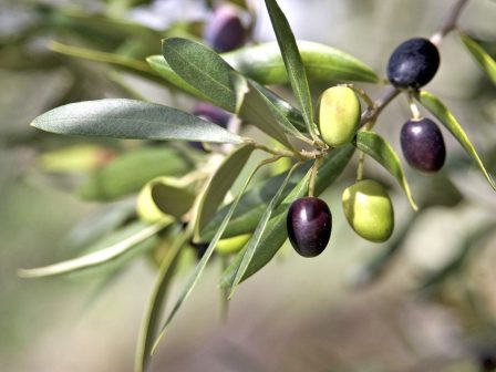 ypaithros-chora-efimerida-gia-tin-agrotiki-anaptyxi-kai-oikonomia-387012