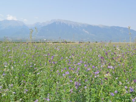 ypaithros-chora-efimerida-gia-tin-agrotiki-anaptyxi-kai-oikonomia-388206