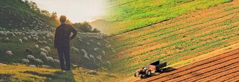 Απολογισμός Ελληνικής γεωργίας & κτηνοτροφίας 2017